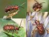 Dicladispa testacea